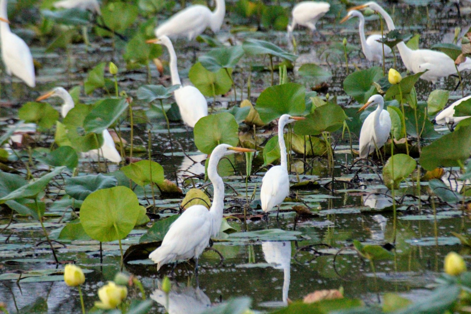 Great Egrets