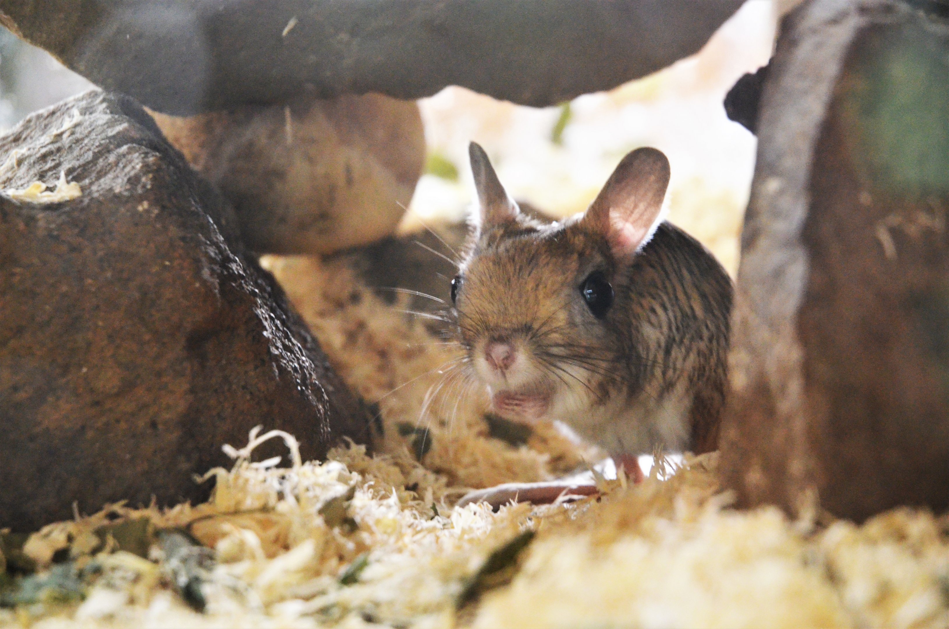 Great Egyptian Jerboa in the Vivarium at Spaycific'Zoo, 13/06/18