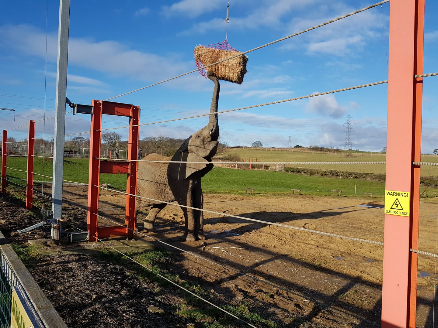 Great Elephant Enrichment -  Noahs Ark Zoo Farm
