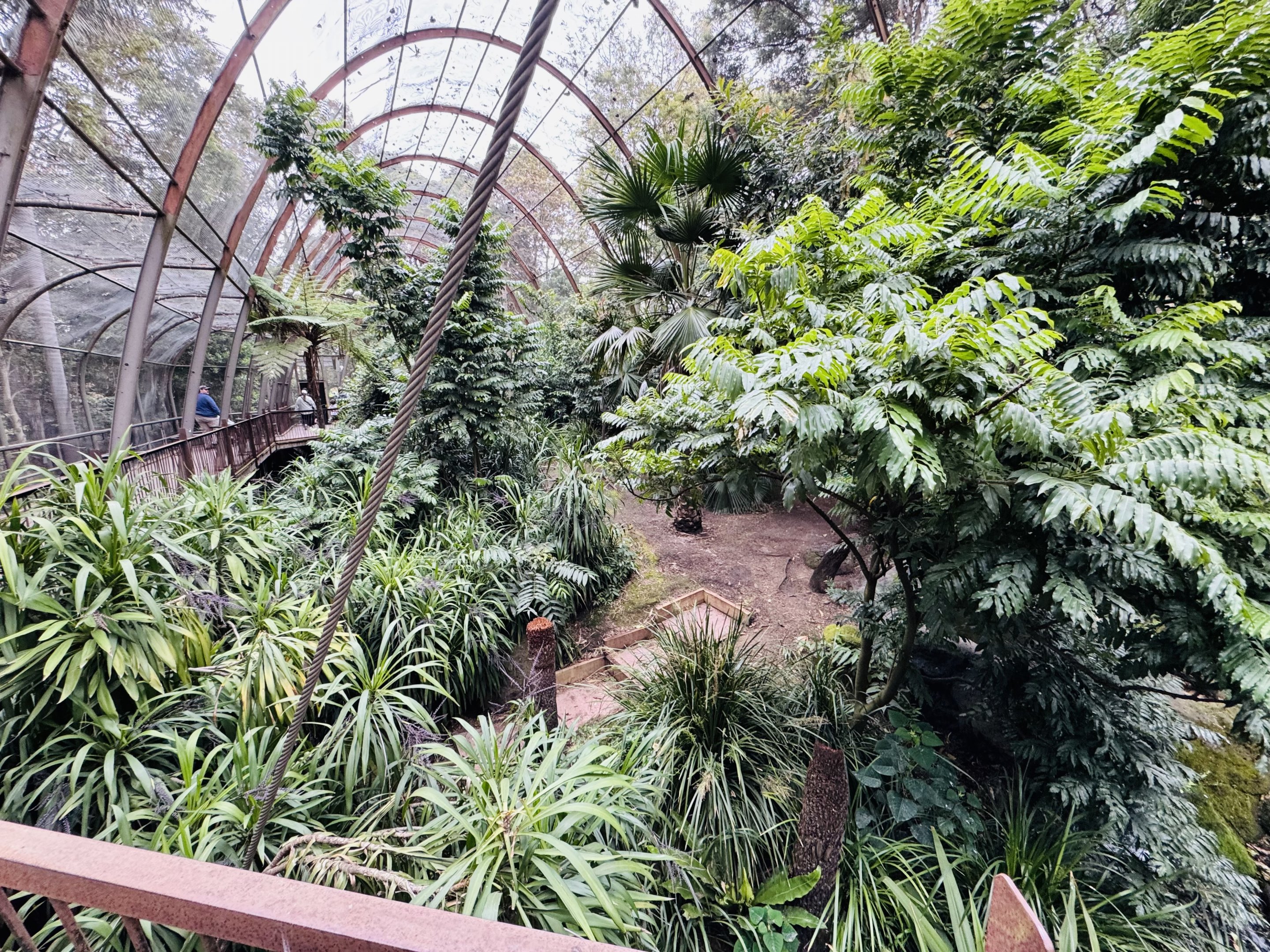 Great Flight Aviary - cassowary enclosure
