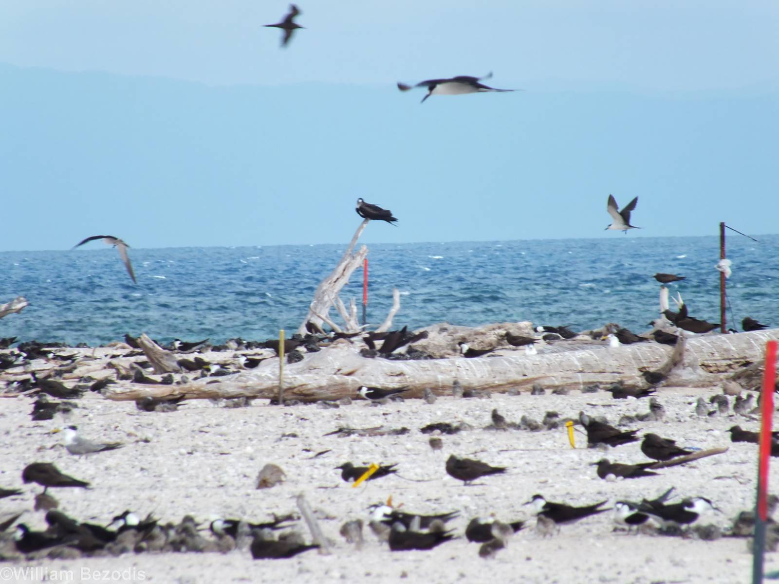 Great Frigatebird and Others