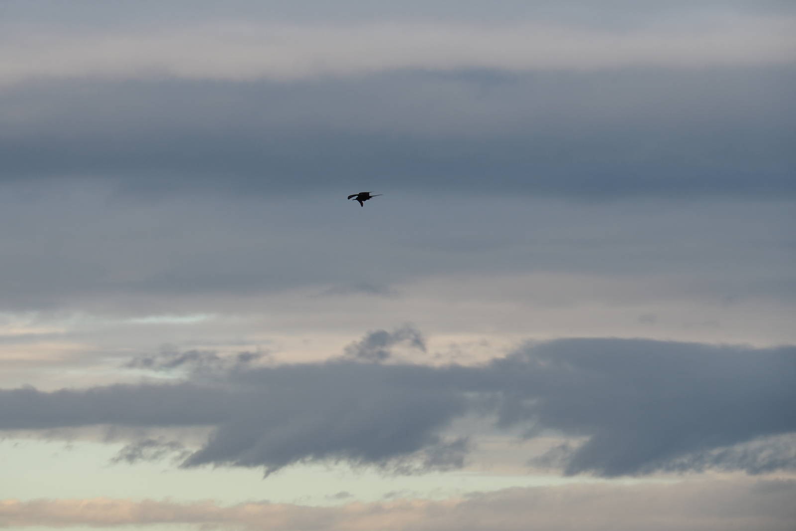 Great Frigatebird - Melbourne June 2016