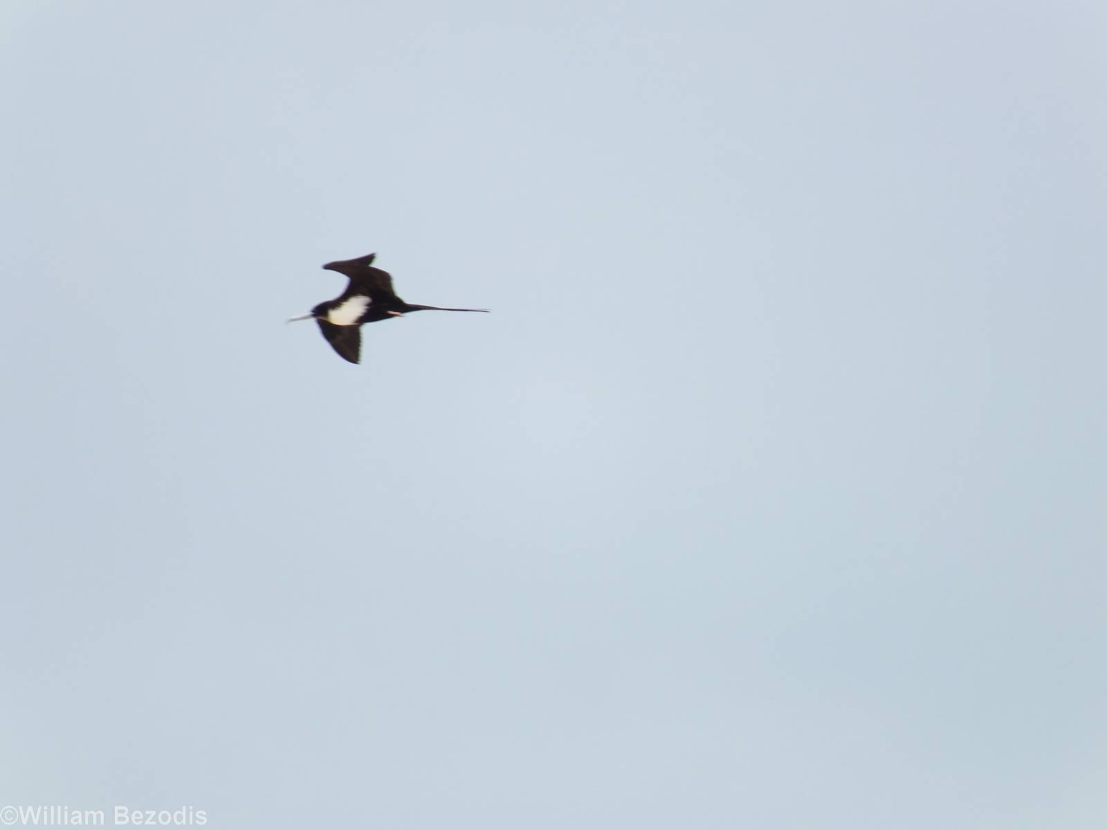 Great Frigatebird