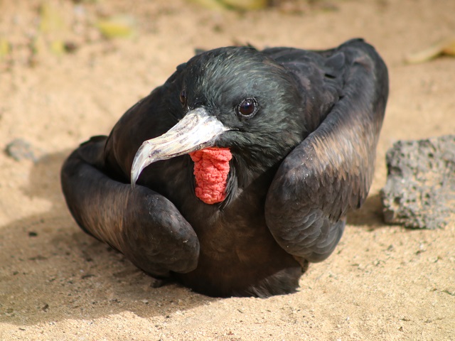 Great Frigatebird