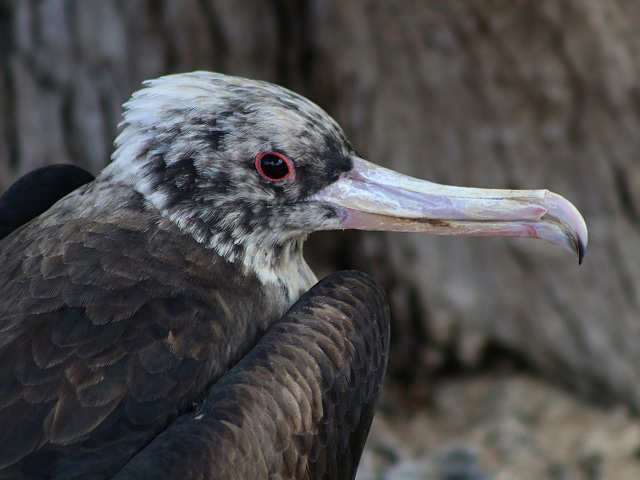 Great Frigatebird