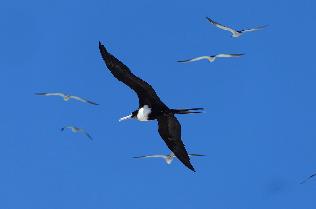 Great Frigatebird
