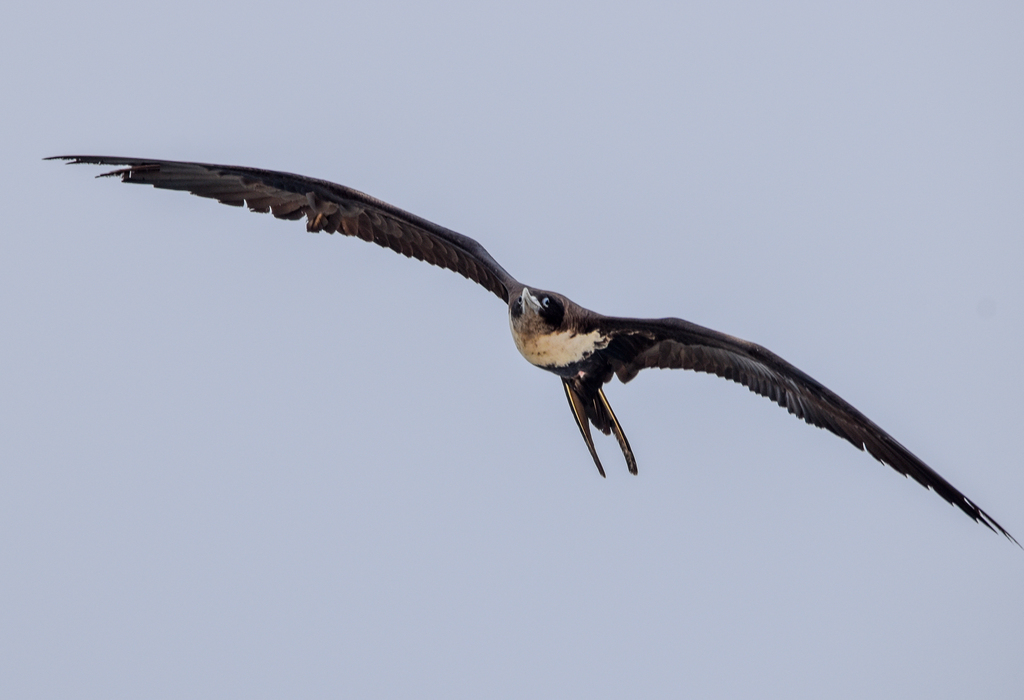 Great Frigatebird