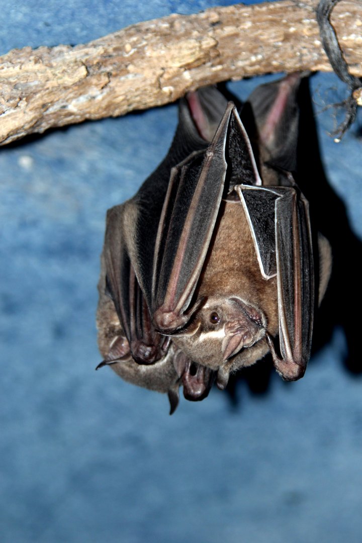 great fruit-eating bat (Artibeus lituratus)