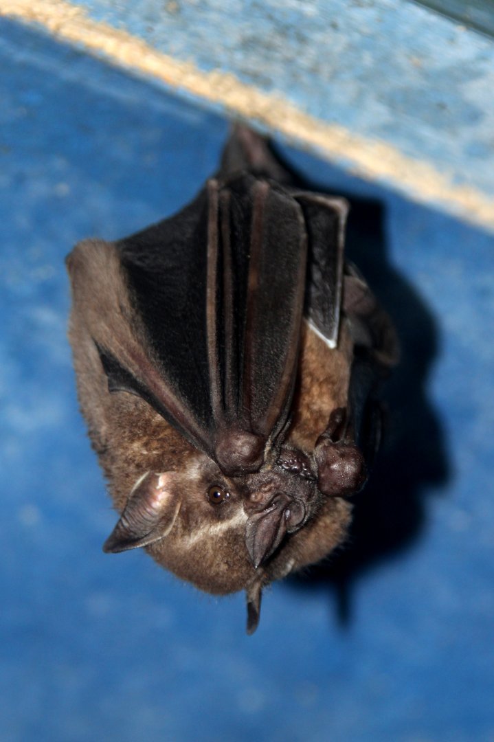great fruit-eating bat (Artibeus lituratus)