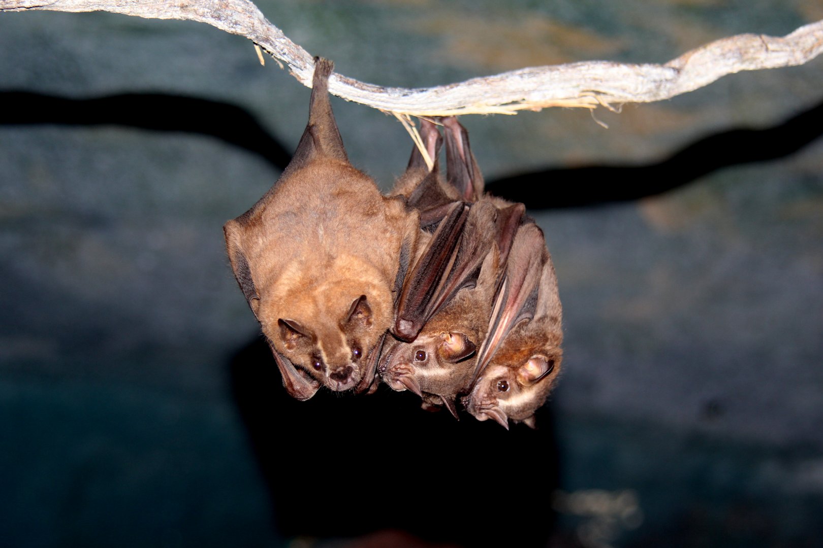 great fruit-eating bat (Artibeus lituratus)
