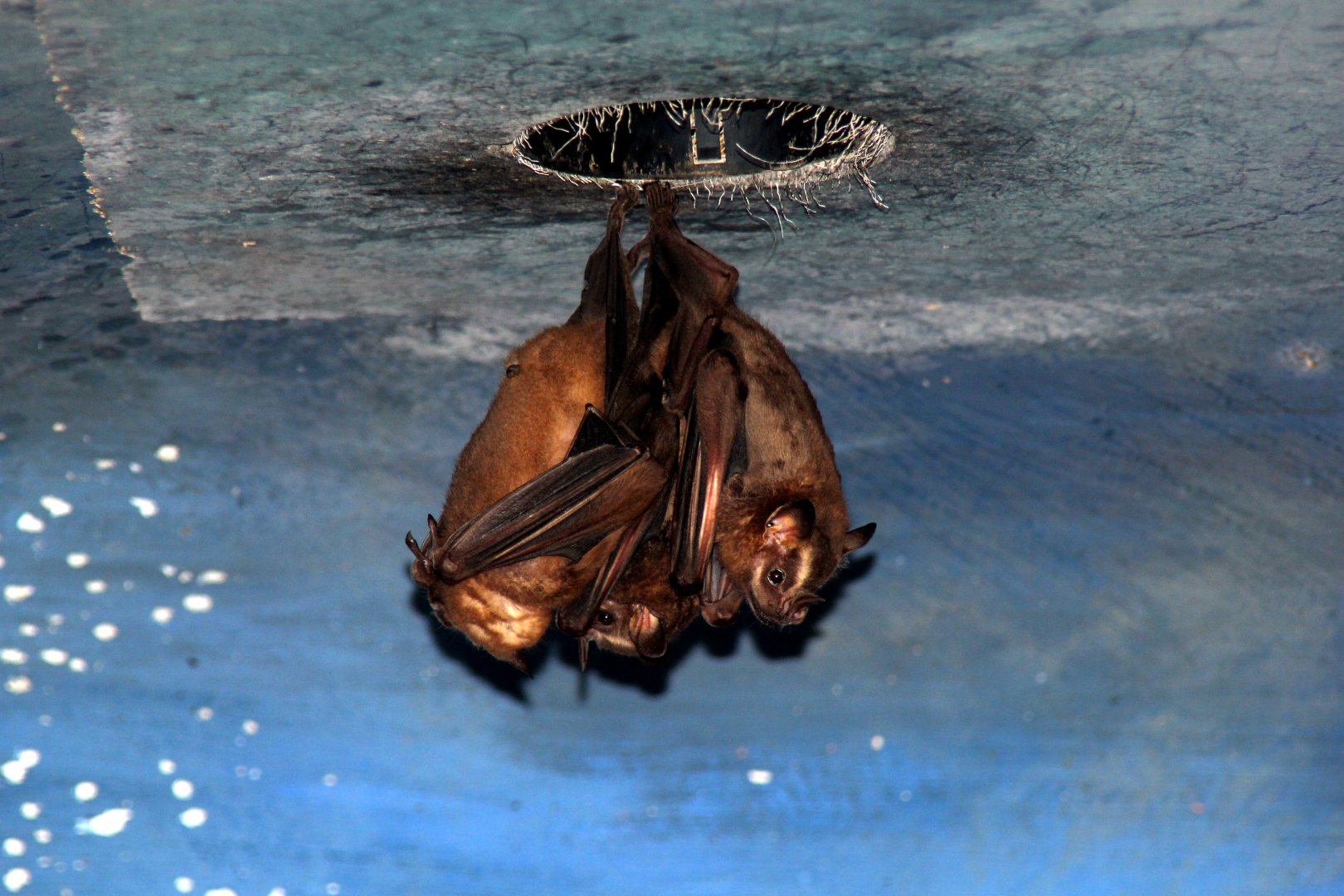 great fruit-eating bat (Artibeus lituratus)