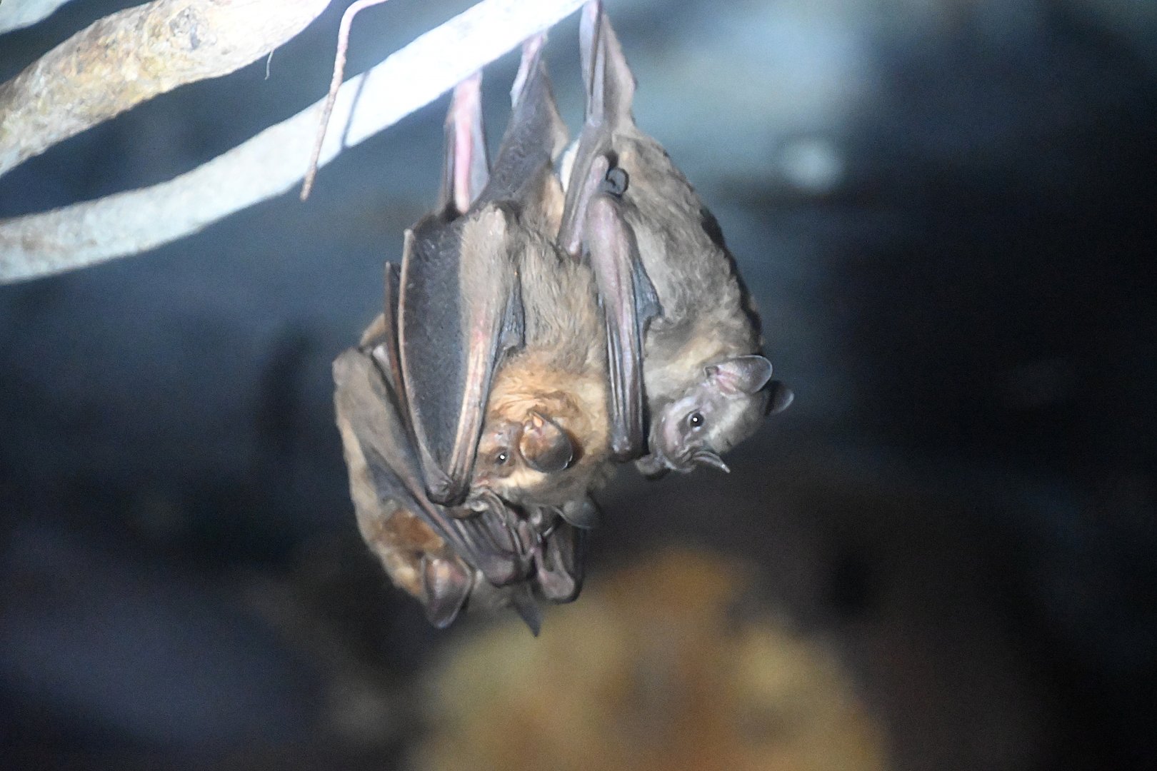 Great Fruit-eating bat (Artibeus lituratus)
