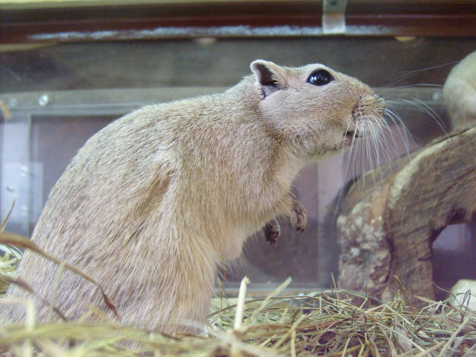 Great gerbil/Rhombomys opimus