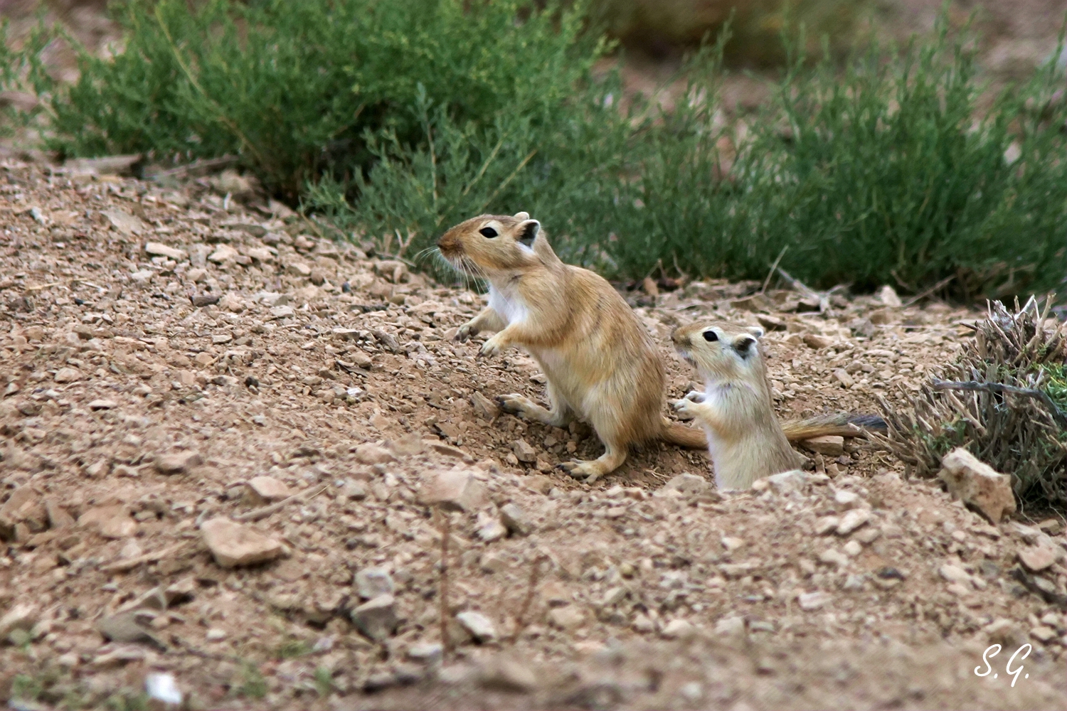 Great gerbils emerging from their burrow