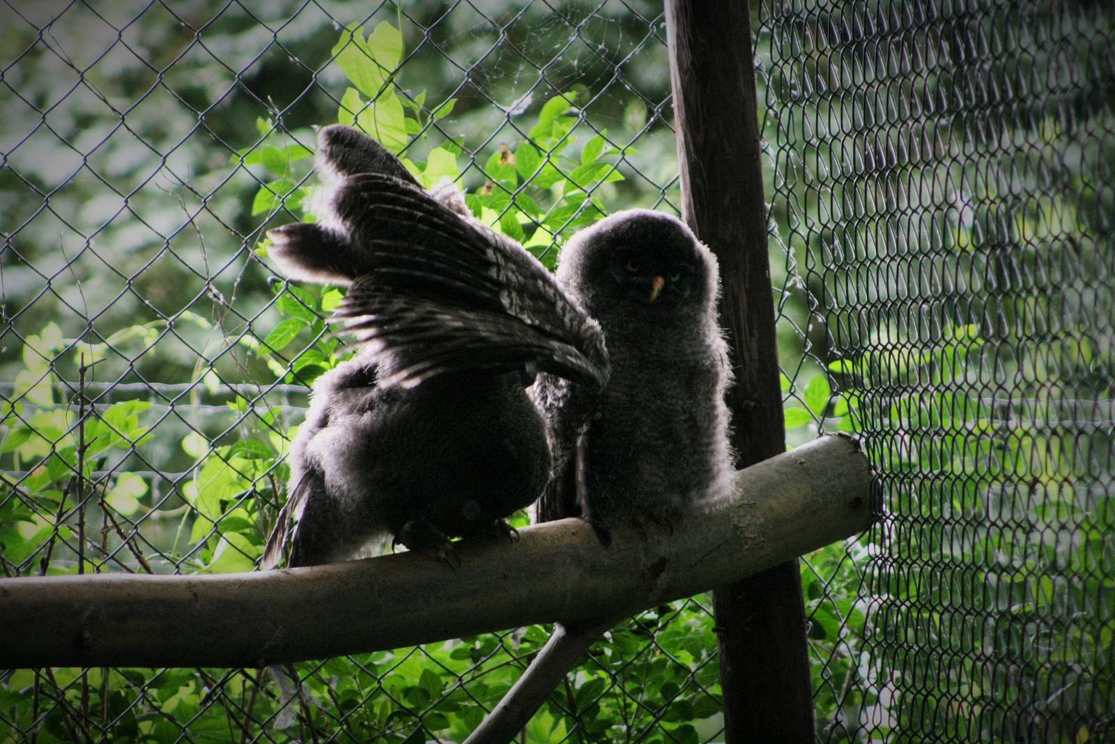 Great Gray Owl Chicks.