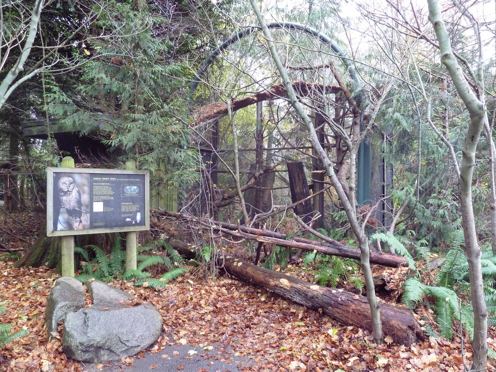 Great Gray Owl Exhibit