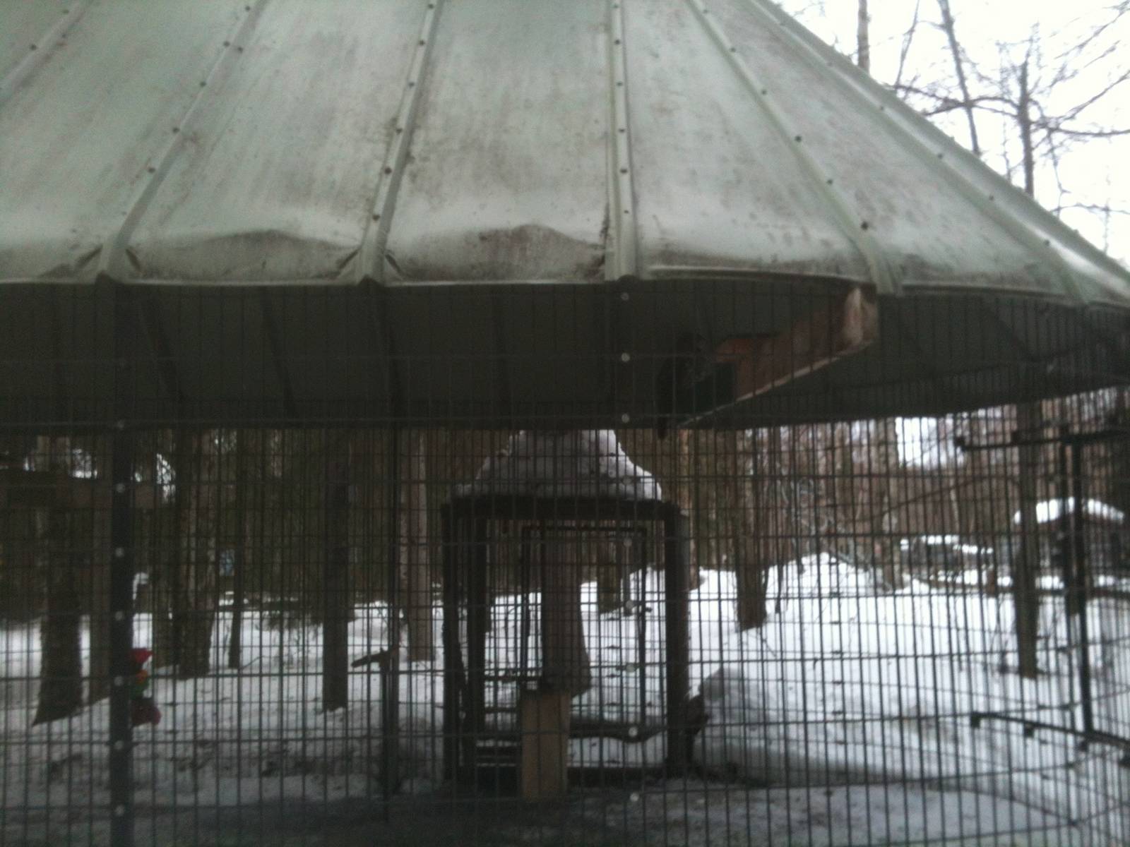 Great Gray Owl - Exhibit