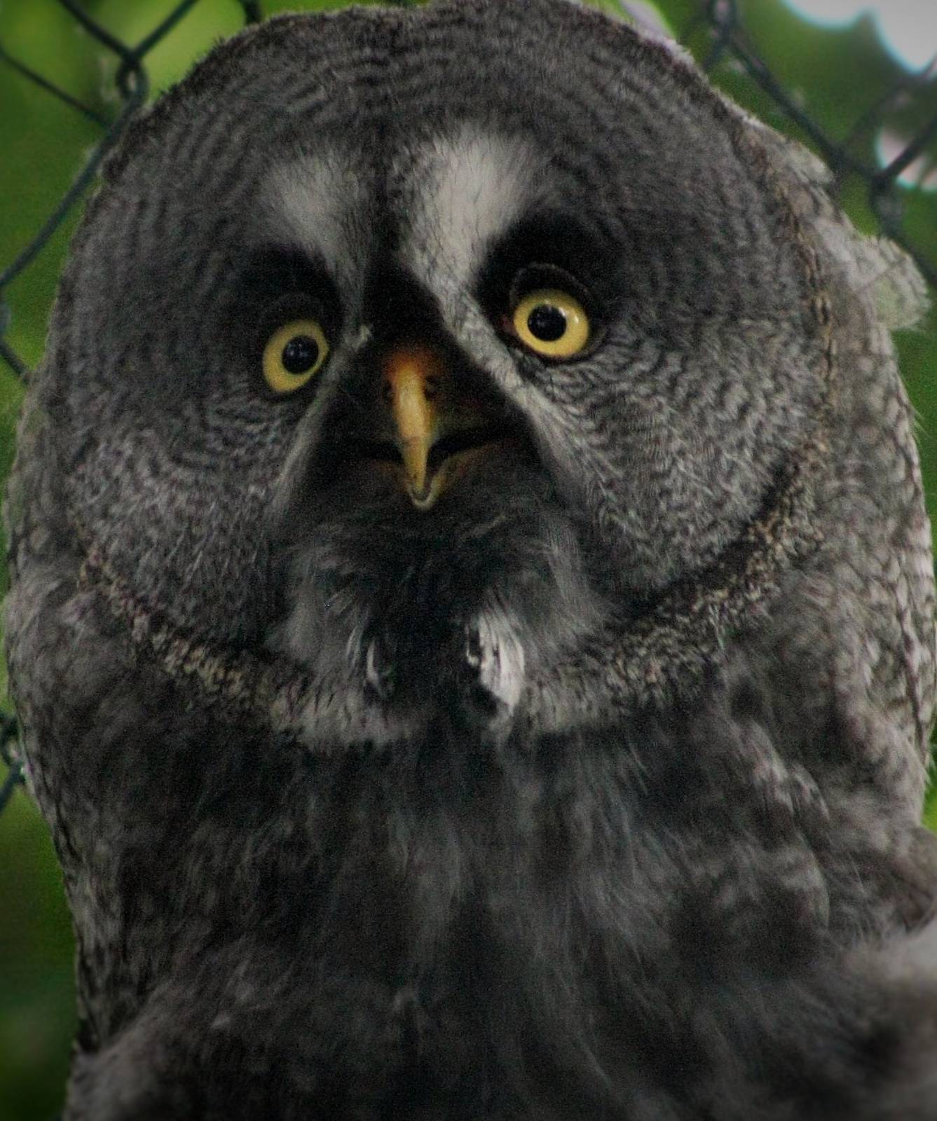 Great Gray Owl