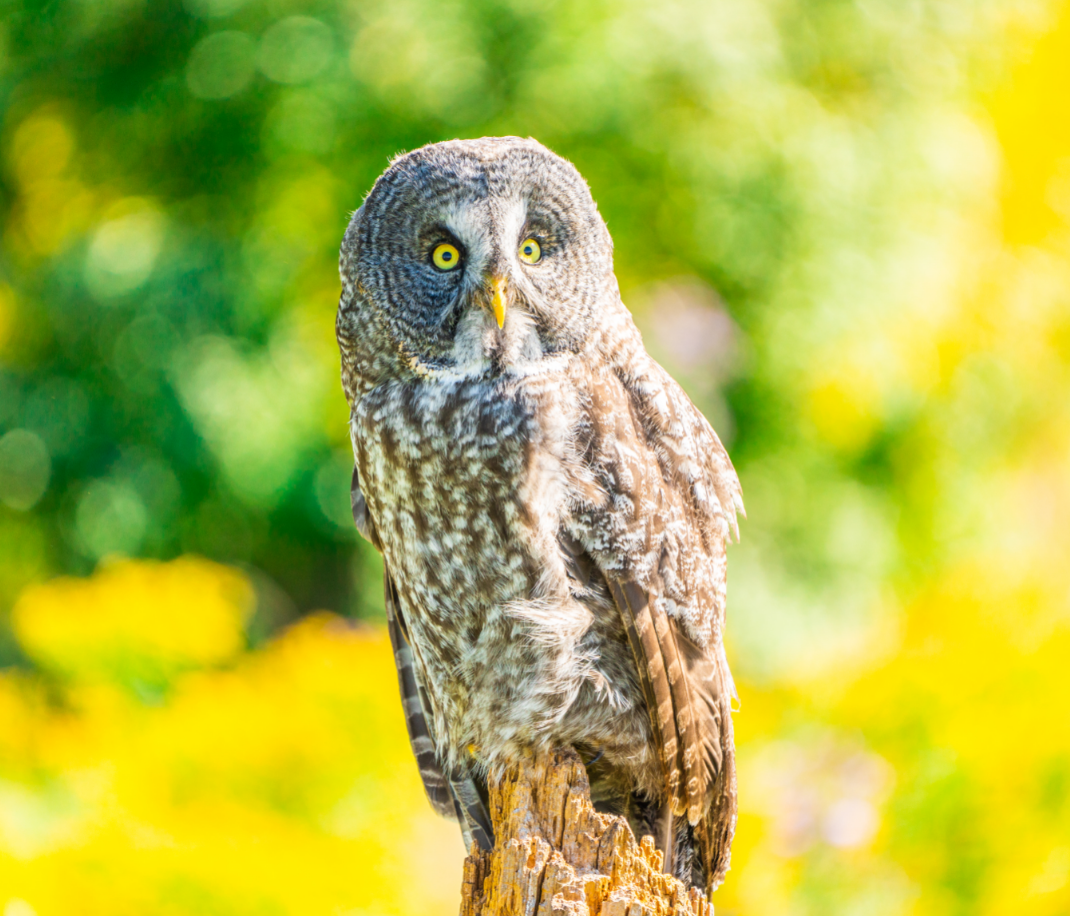Great Gray Owl