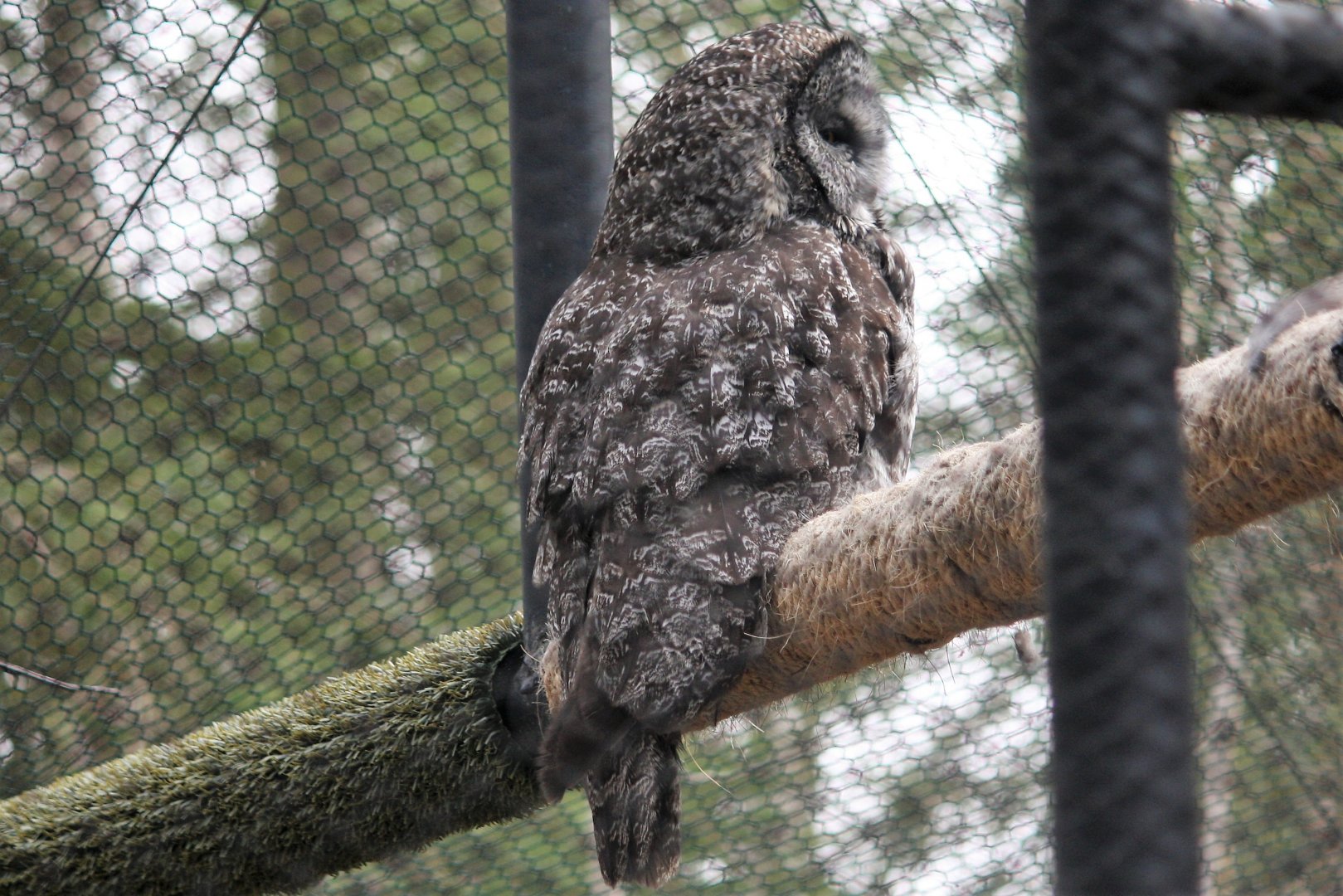 Great Gray Owl
