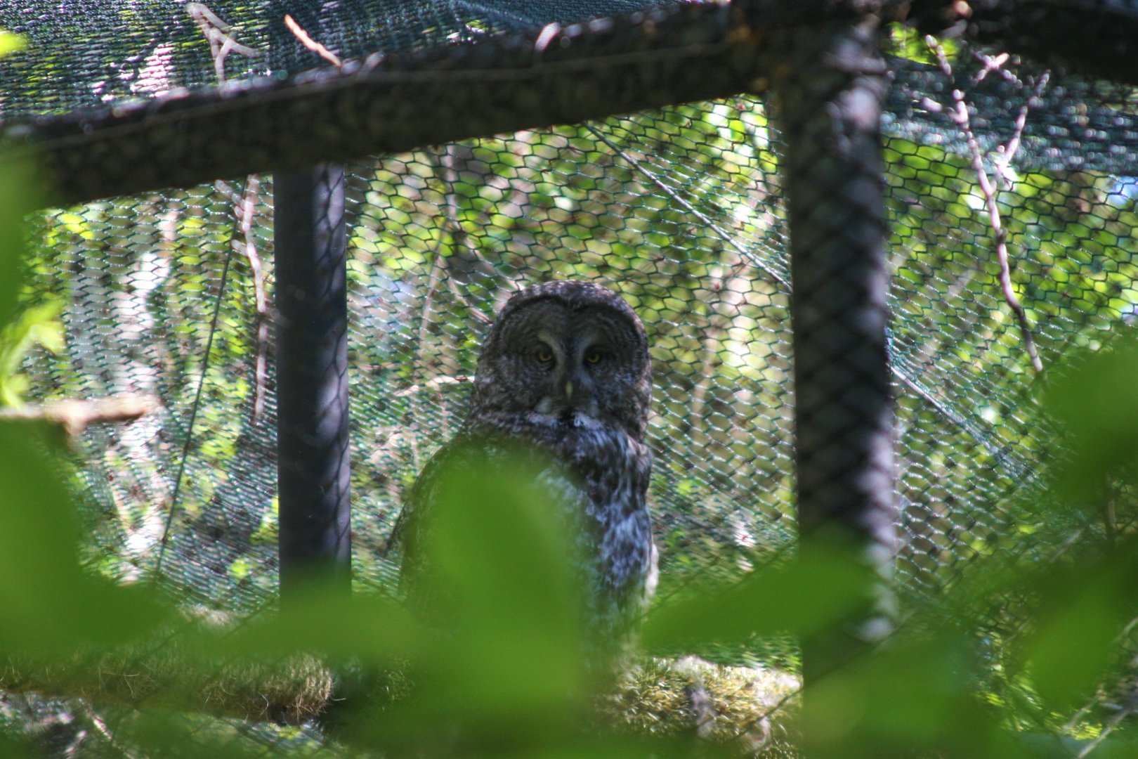 Great Gray Owl