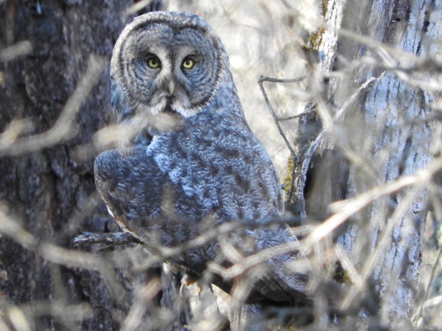 Great Gray Owl
