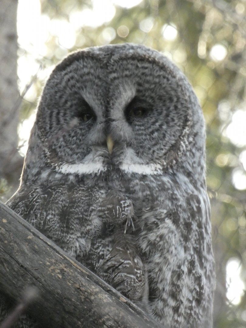 Great gray owl