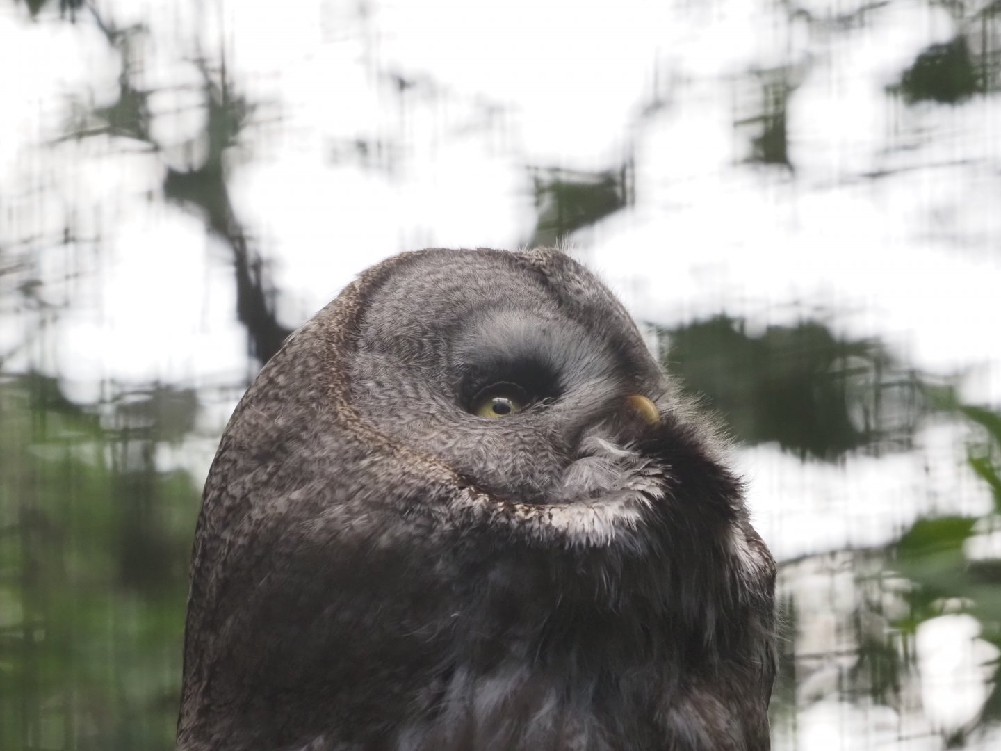 Great Gray Owl