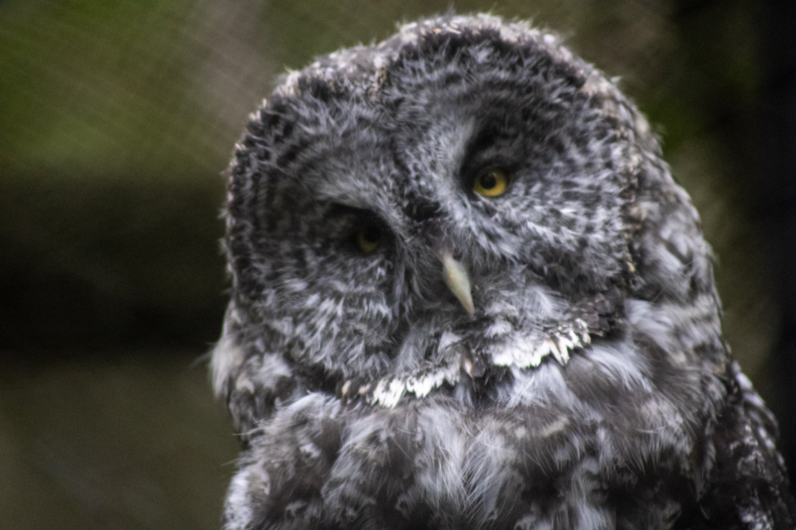 Great Gray Owl