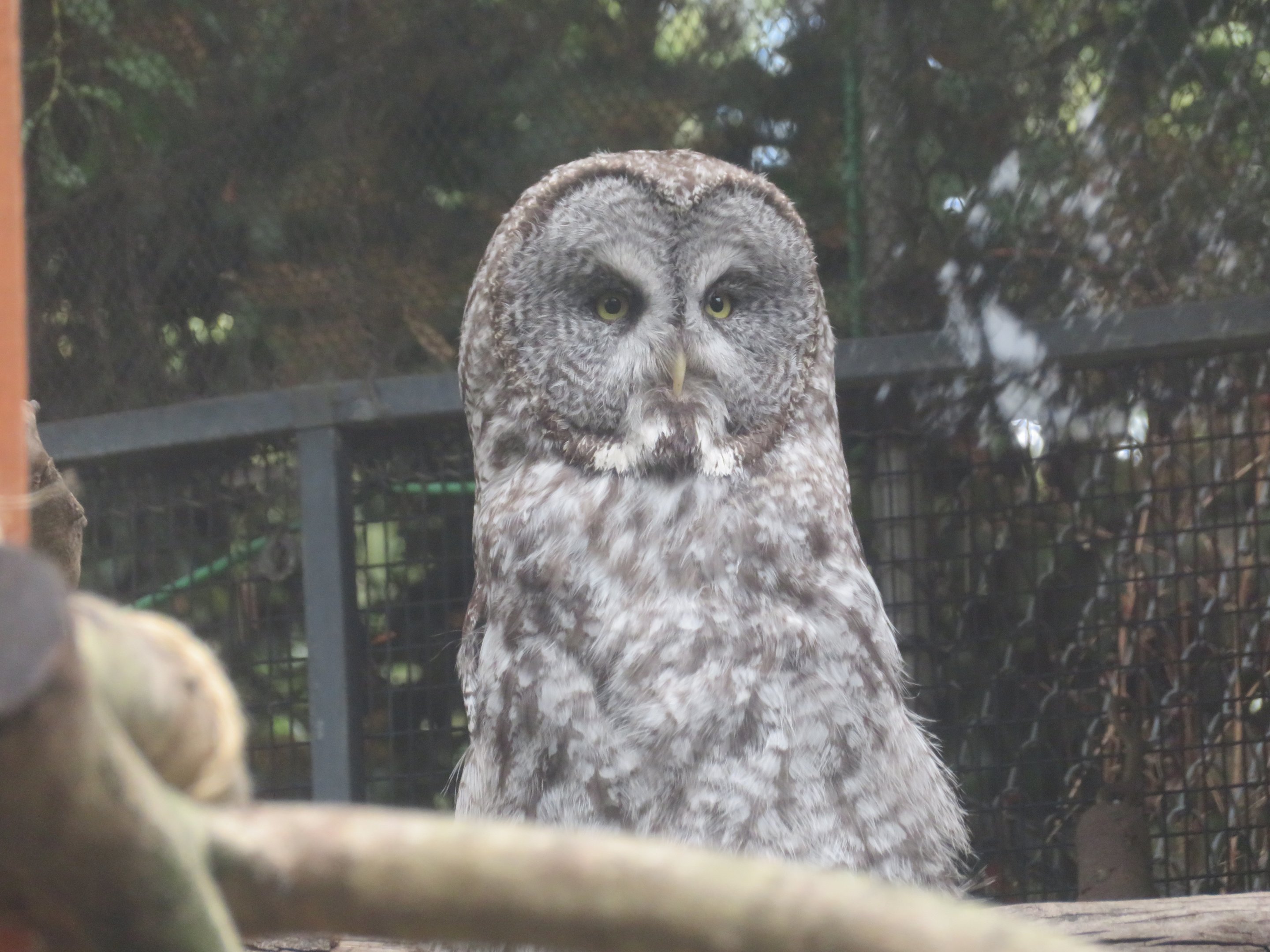 Great Gray Owl