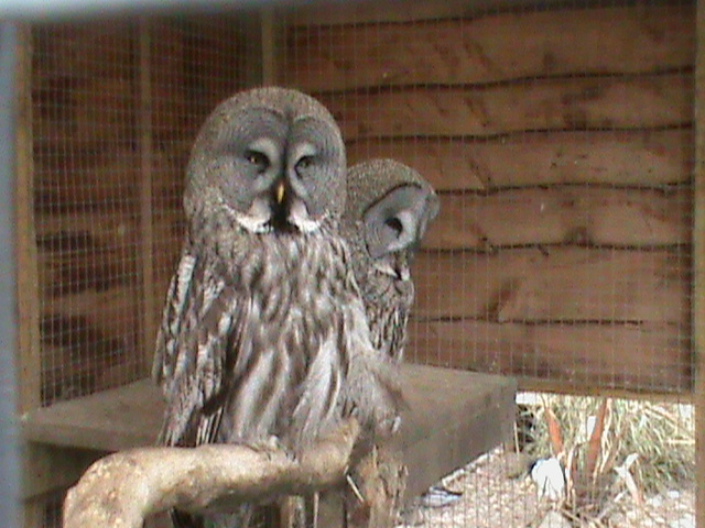 Great gray owls 300411