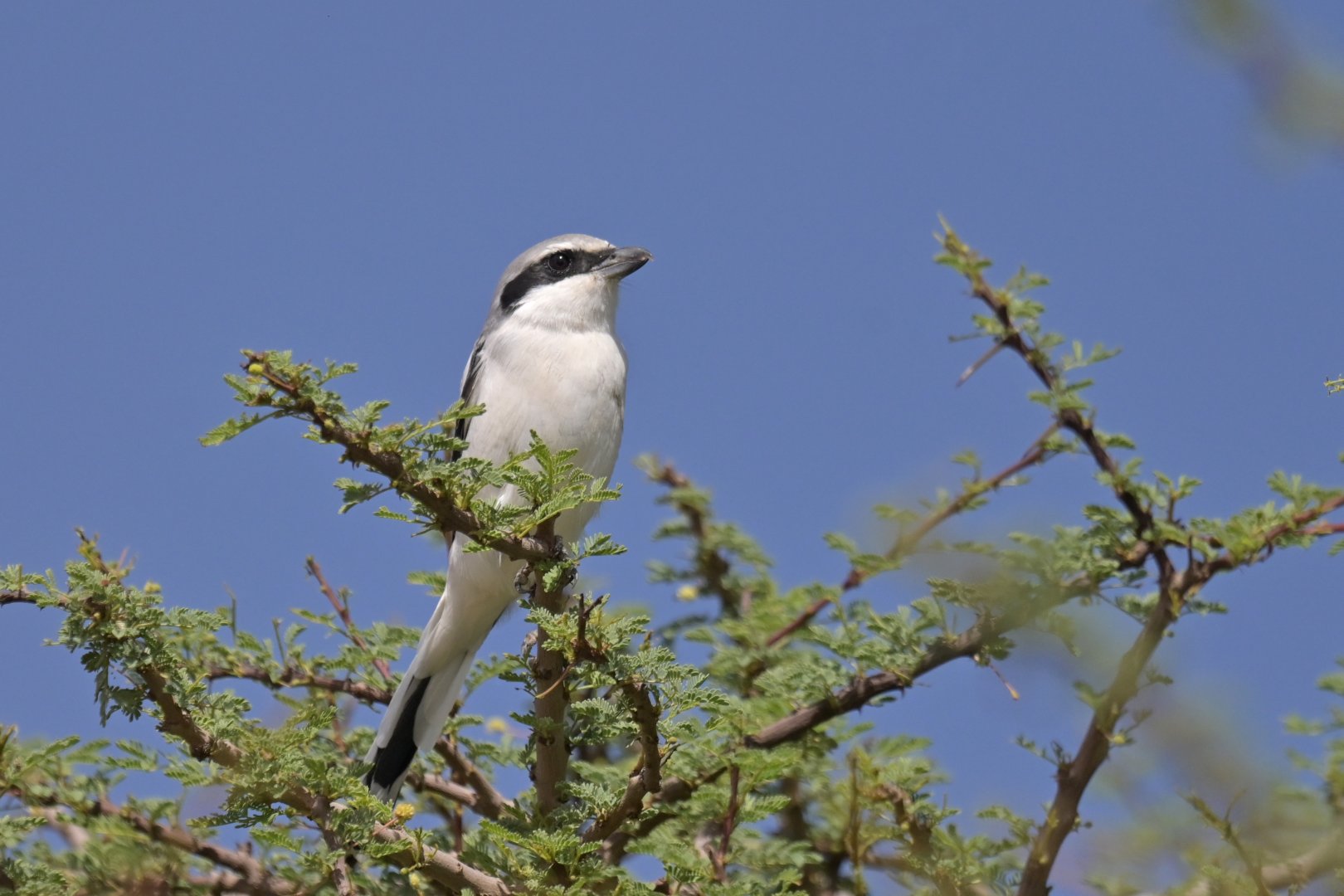 Great Gray Shrike Lanius excubitor