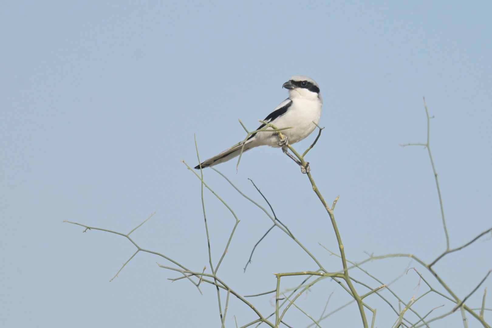Great Gray Shrike Lanius excubitor
