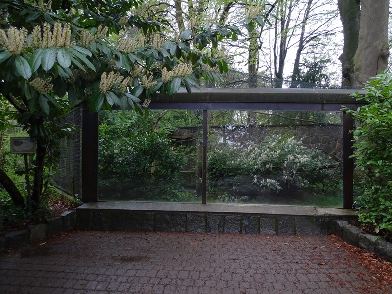 Great great owl enclosure