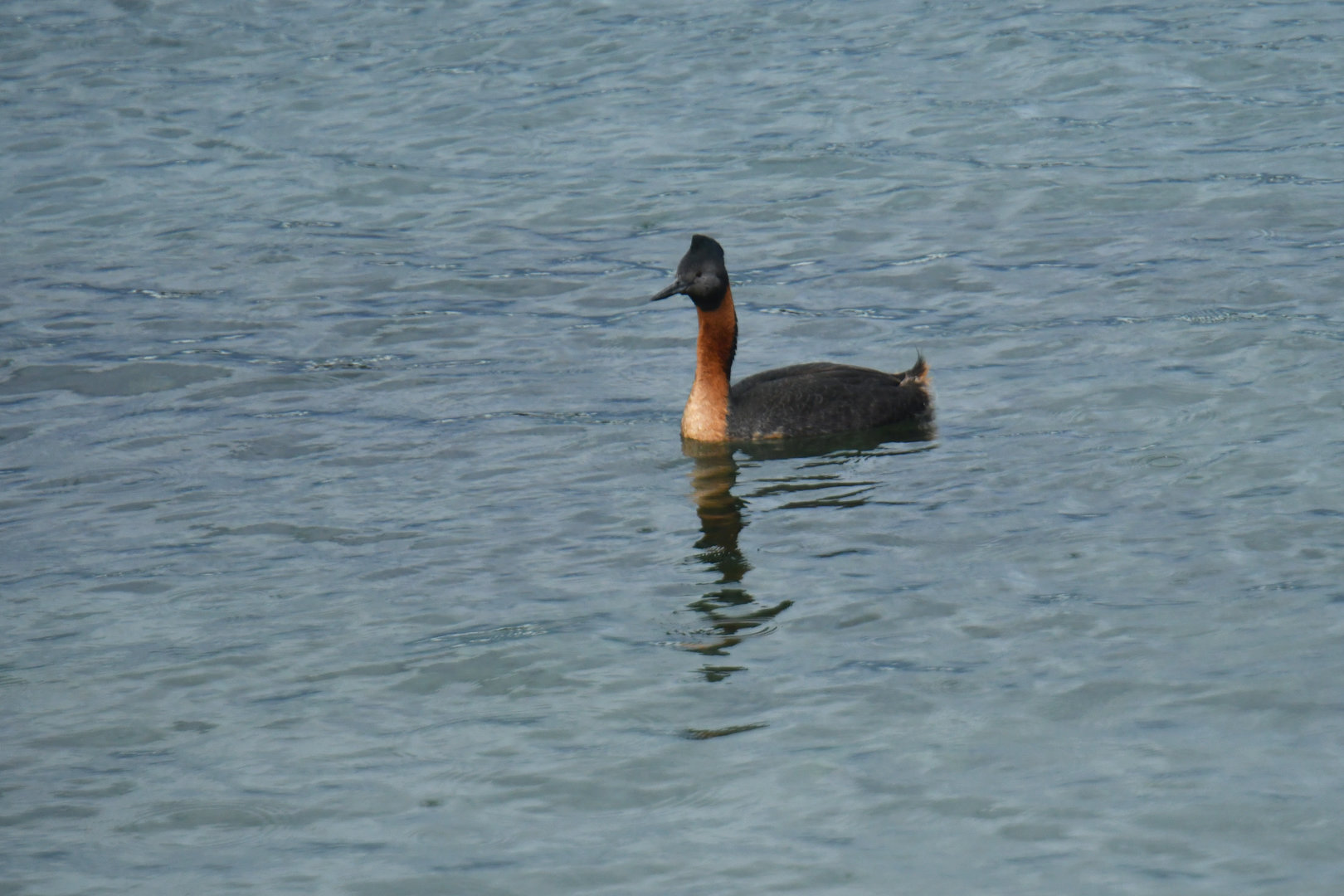 Great Grebe Podiceps major