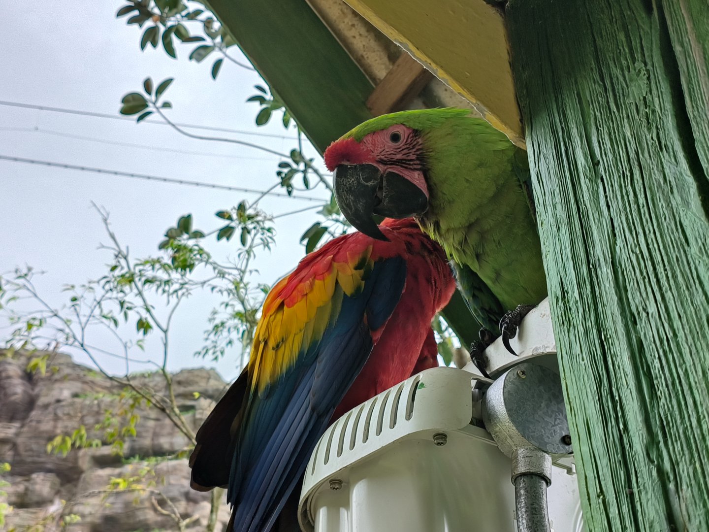 Great Green and Scarlet Macaw
