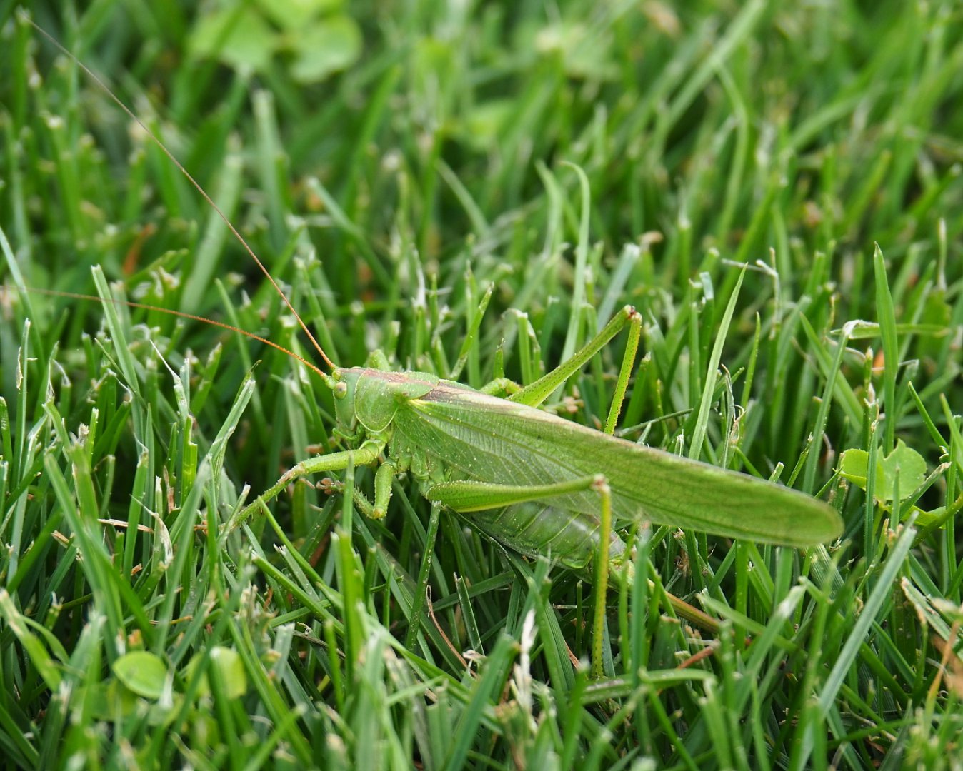 Great green bush-cricket (Tettigonia viridissima), 2021-08-15