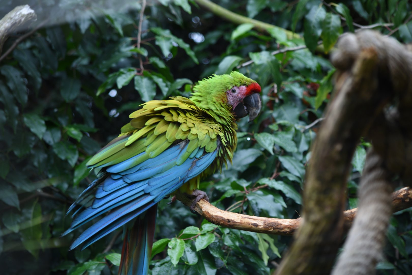 Great green macaw - 08/07/20