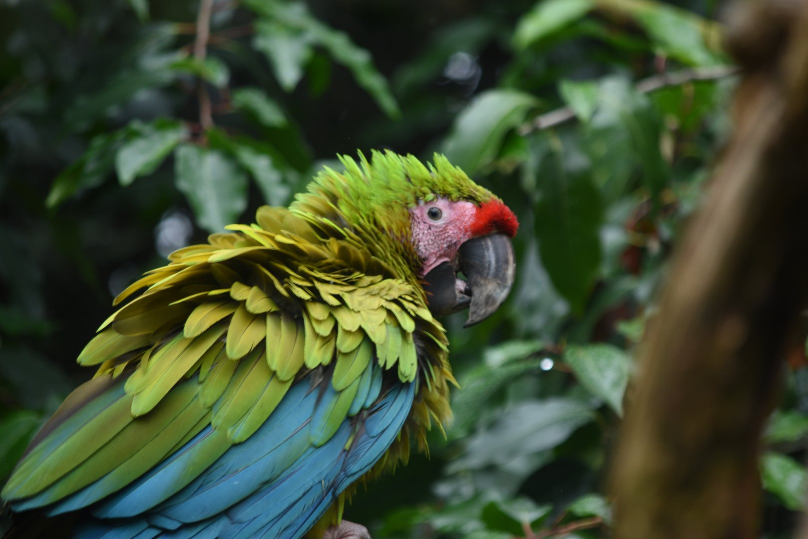 Great green macaw - 08/07/20