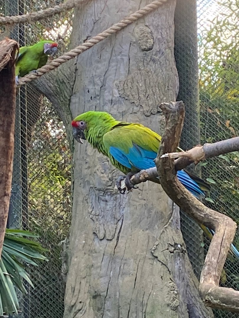 Great green macaw 241123