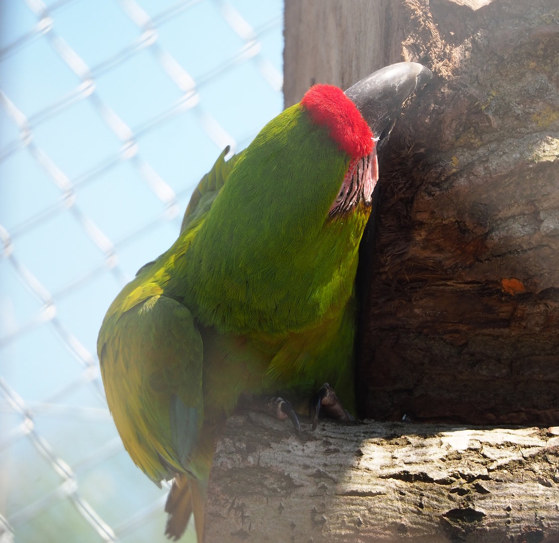 Great green macaw (Ara ambiguus), 2023-05-19