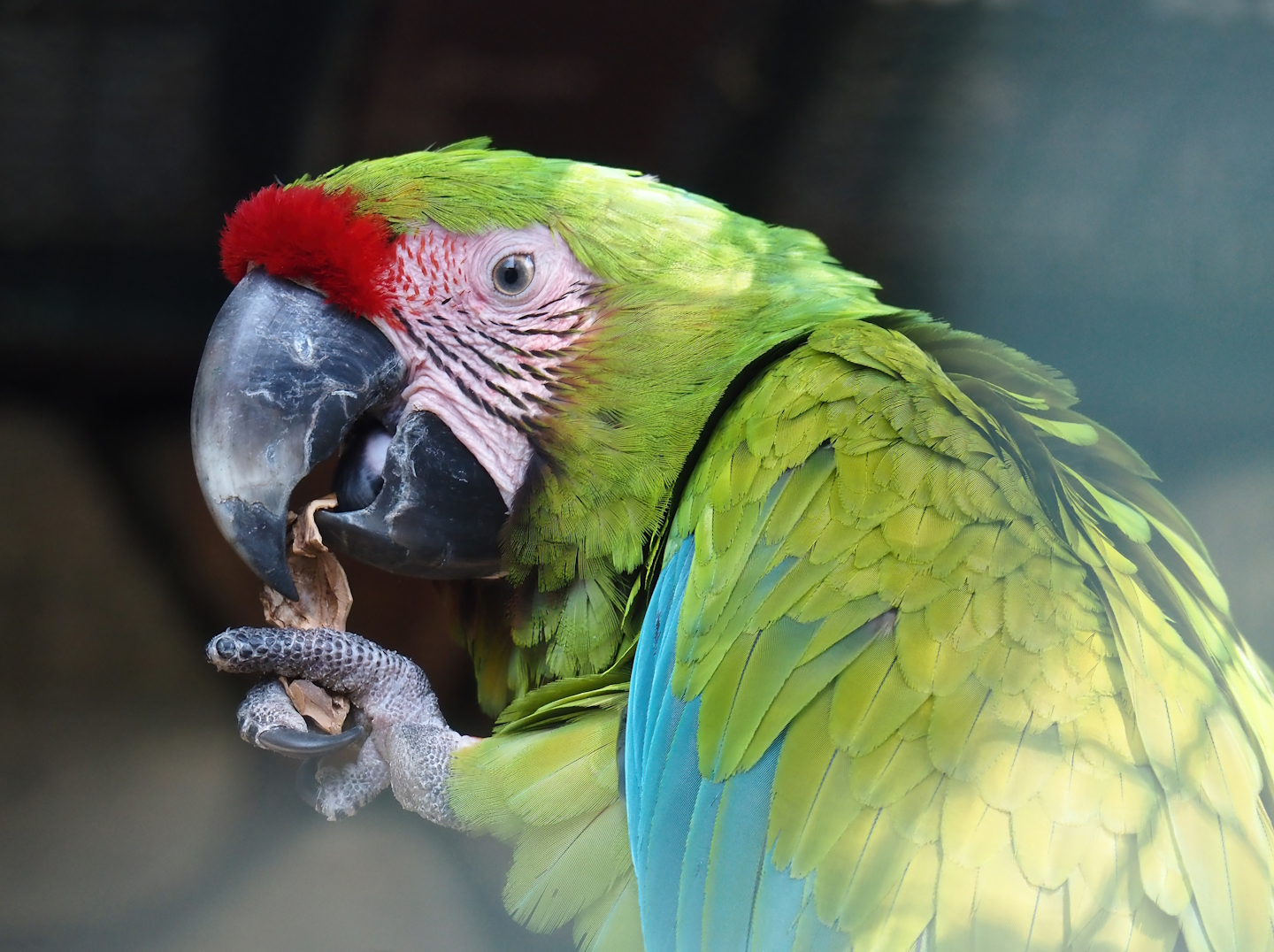 Great green macaw (Ara ambiguus), 2024-05-23