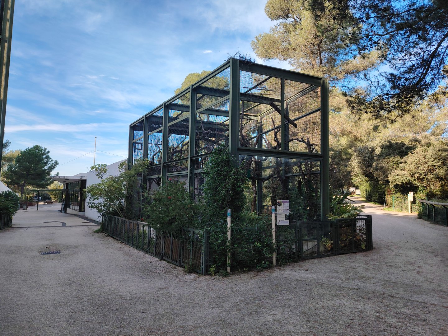Great Green Macaw (Ara ambiguus) Aviary