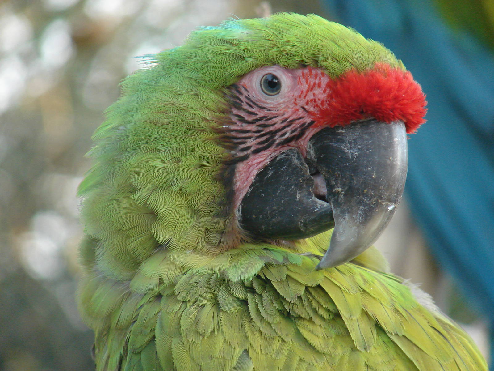 Great green macaw (Ara ambiguus)