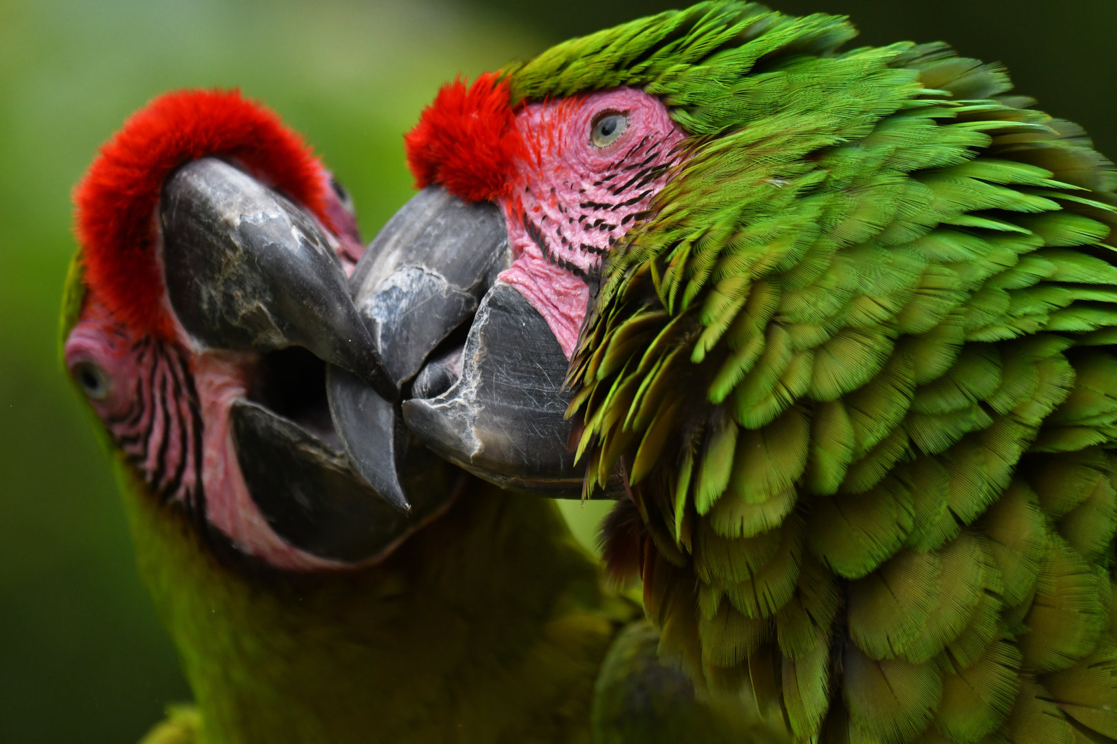 Great green macaw (Ara ambiguus)