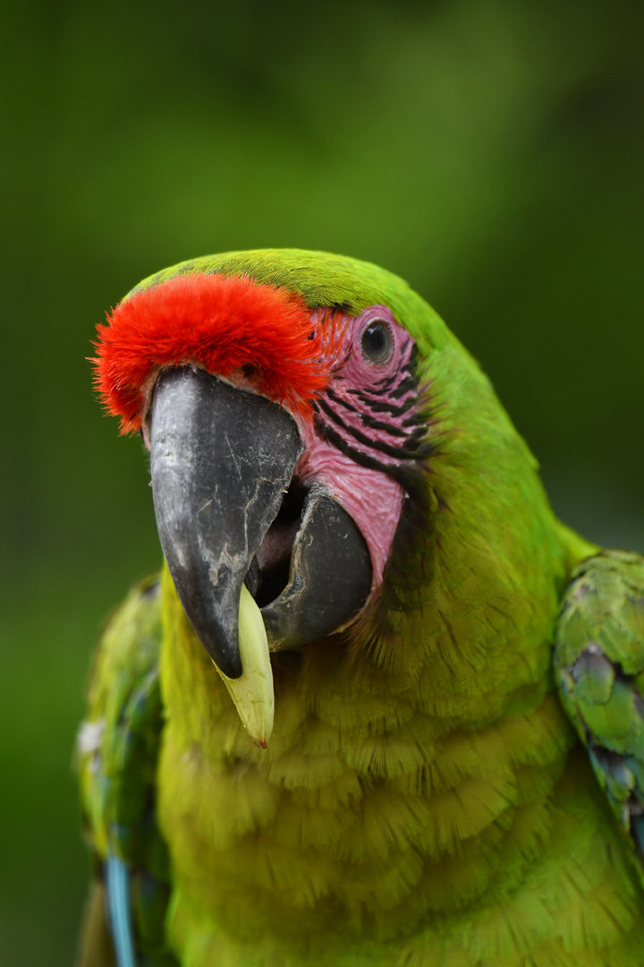 Great green macaw (Ara ambiguus)