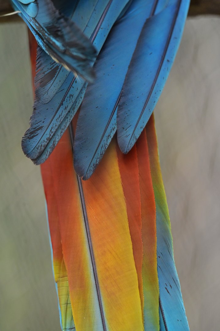 Great Green Macaw Ara ambiguus
