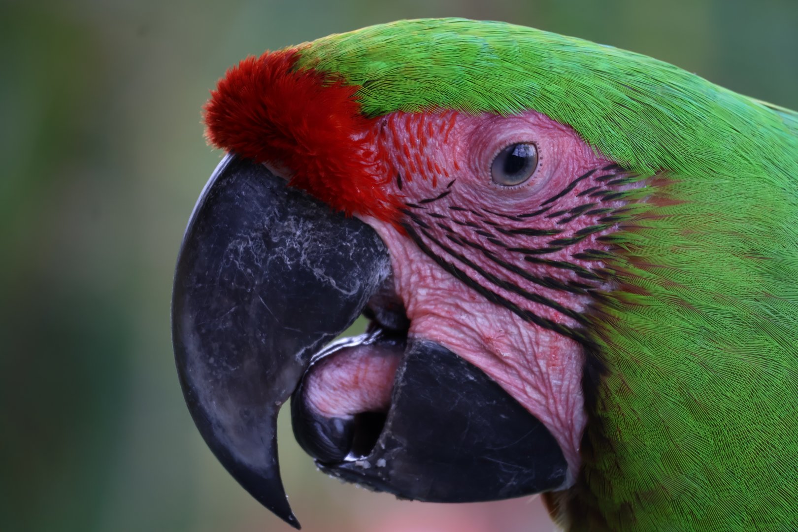 Great Green Macaw (Ara ambiguus)