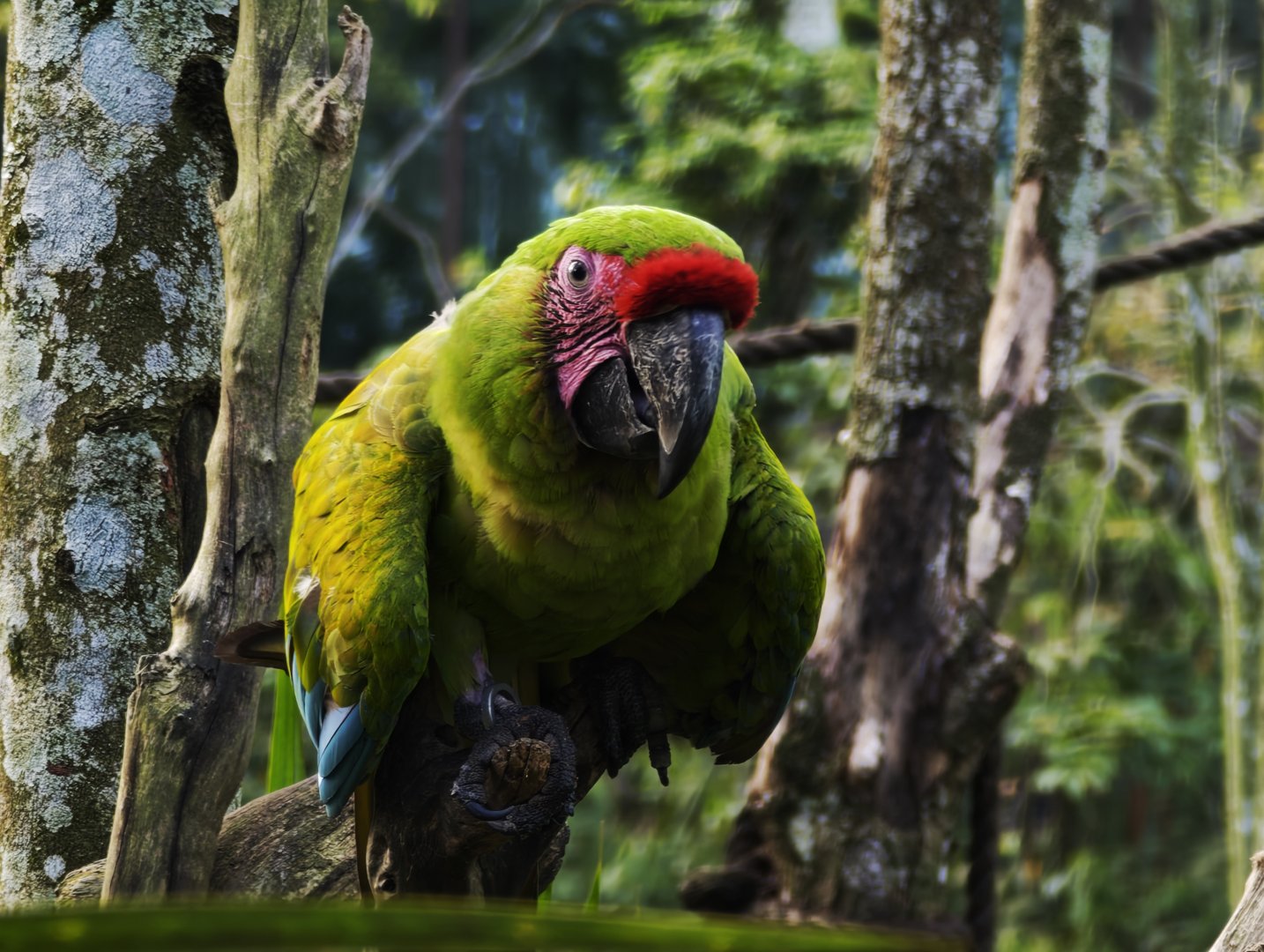Great Green Macaw (Ara ambiguus)