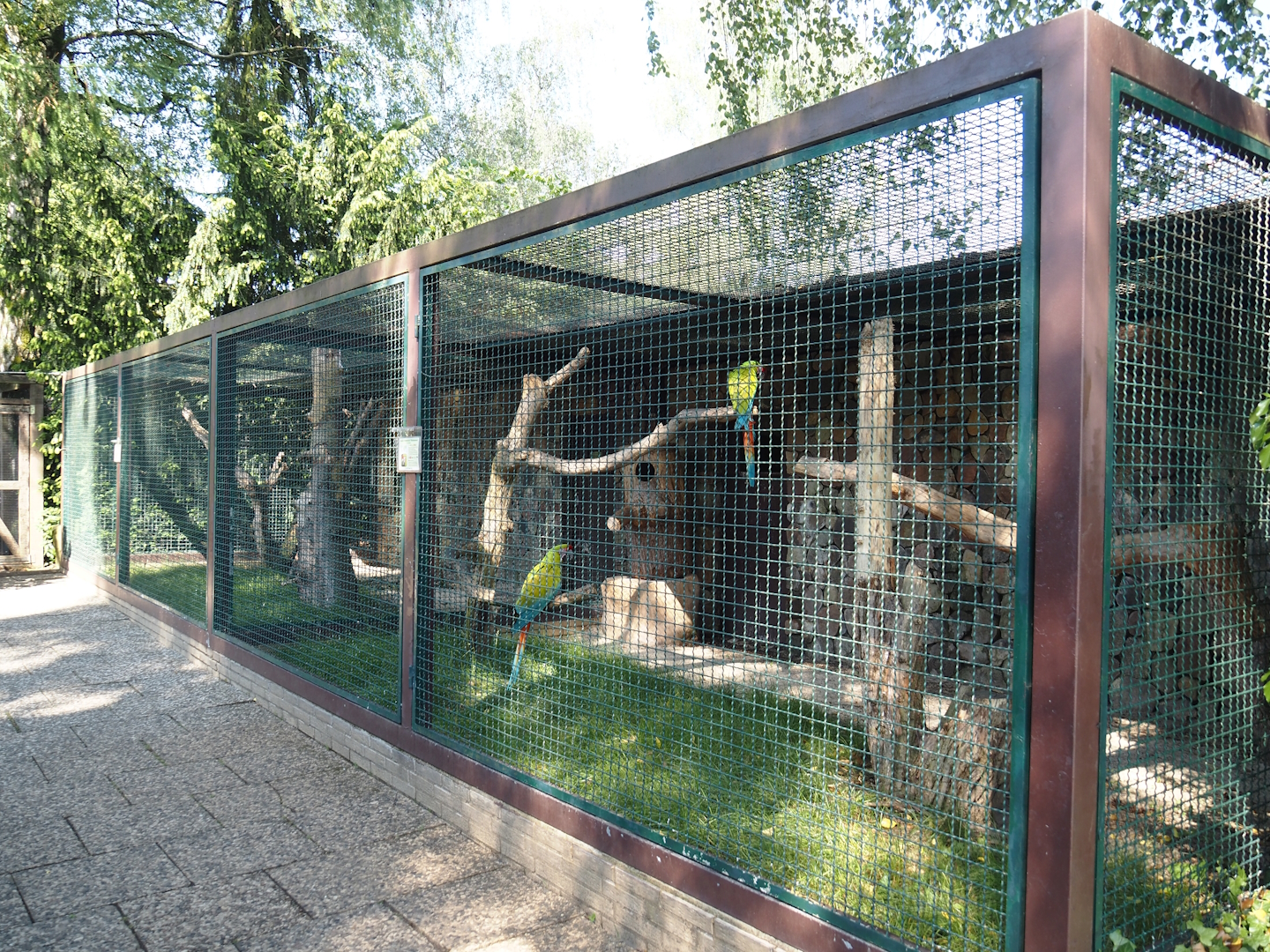 Great green macaw aviary, 2024-05-23